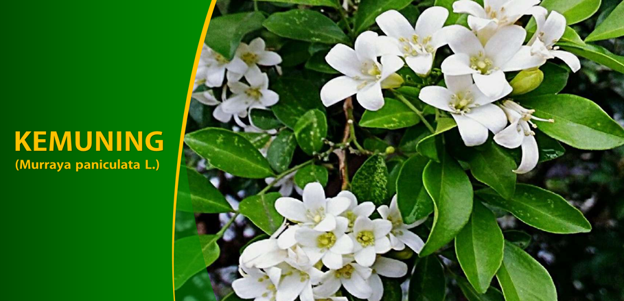 Khasiat Kemuning Atasi Obesitas Khasiat Kemuning Atasi Obesitas